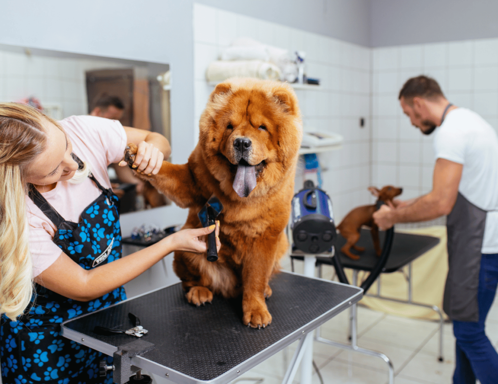 Two dog groomers work diligently, one skillfully tending to a Chow Chow on the table while the other manages a small dog in the background. With all-in-one dog boarding software streamlining their schedule, they can focus on delivering exceptional care and grooming.