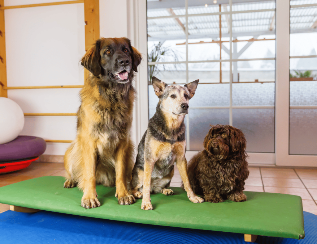 Three dogs of various breeds sit peacefully on a green exercise mat indoors, framed by a glass door in the background, as if awaiting their next adventure planned using all-in-one dog boarding software.