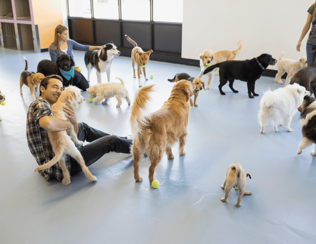 A group of people and various dogs interact on an indoor play area with toys scattered around.