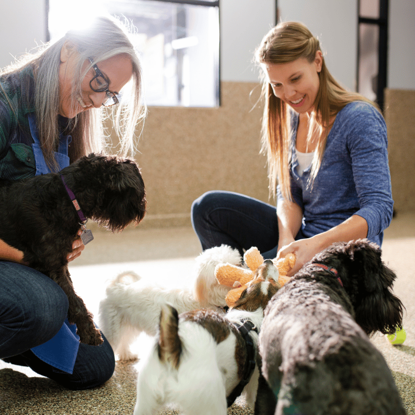 Two women kneel on the floor, surrounded by several small dogs, as they giggle over service configuration tips. One woman holds a dog plush toy.